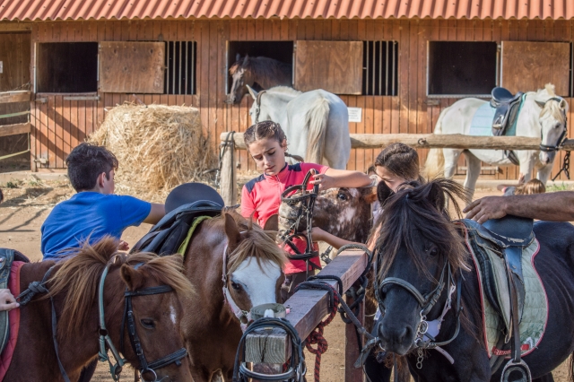  Préparation de nos compagnons à quatre pattes pour le cours 