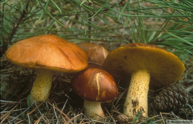 Descubre nuevas especies