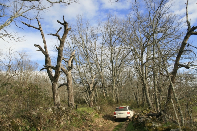 El en bosque