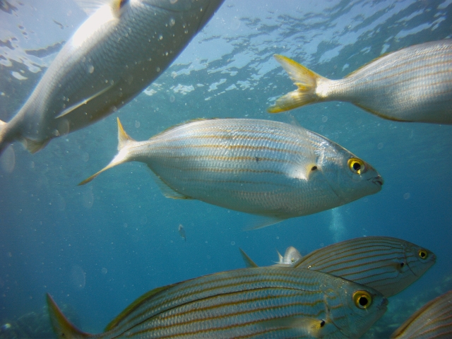  Salema 