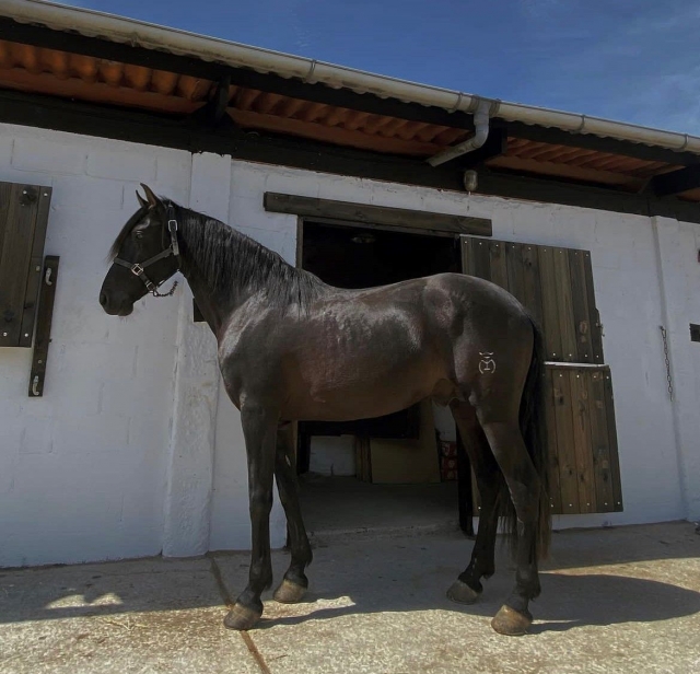 Pferd im Stall 
