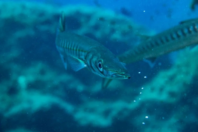 Conoce la fauna marina durante un bautismo de buceo
