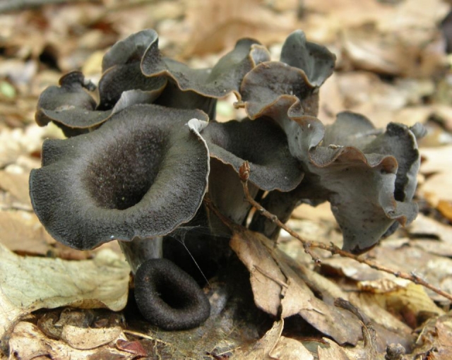 Variedad de setas