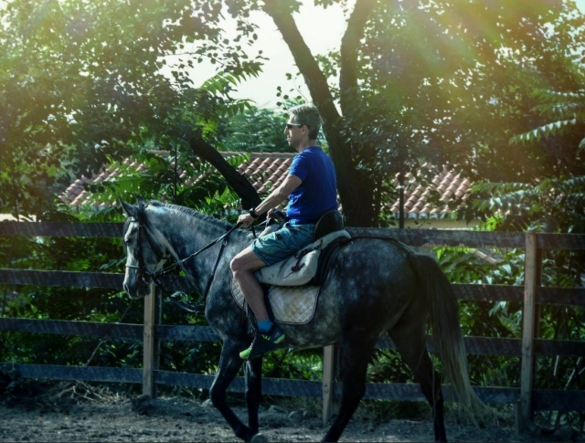 Caballo bajo los arboles de la pista