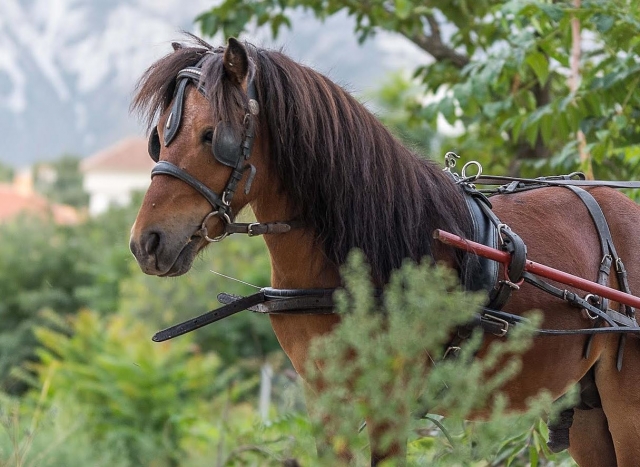 Hermoso caballo
