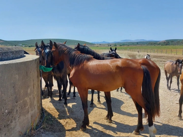 Caballos bebiendo agua