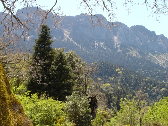  Forêts de la Sierra del Pinar