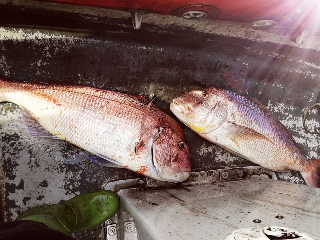 Catture durante una giornata di pesca 