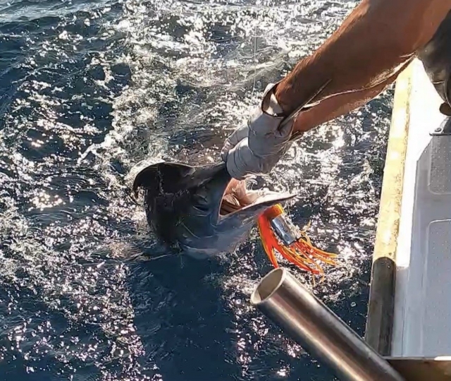  Giornata di pesca all'ancora a Cadice 