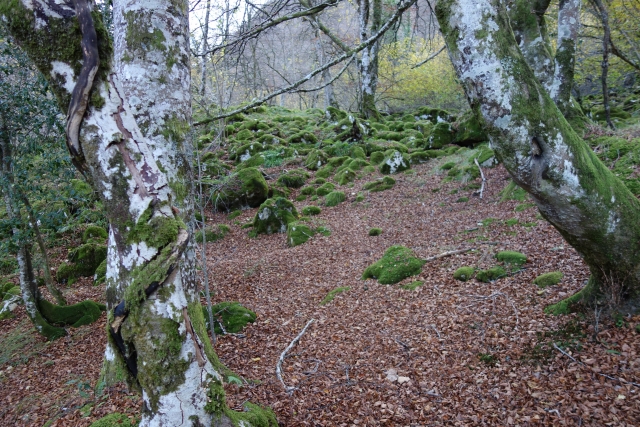  Floresta mágica