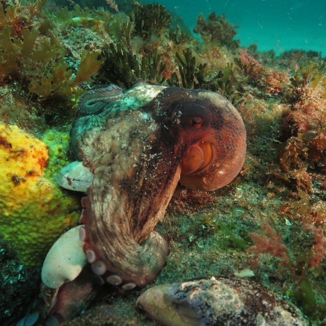Pulpo en la costa gallega
