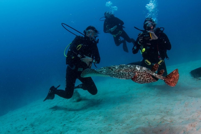  Classes with expert diving instructors 