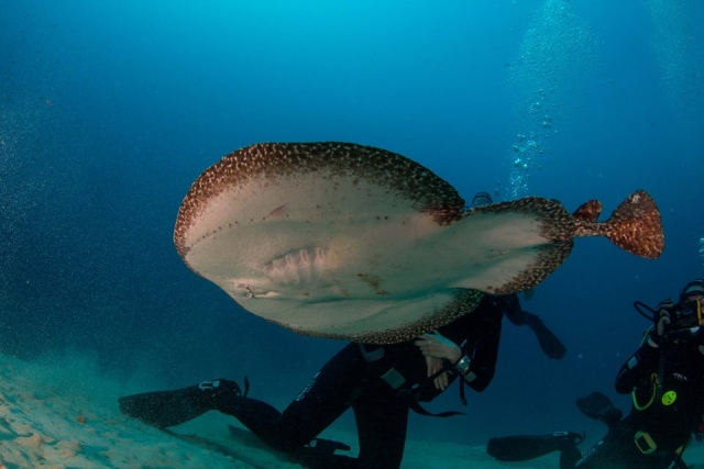 Podras ver animales marinos