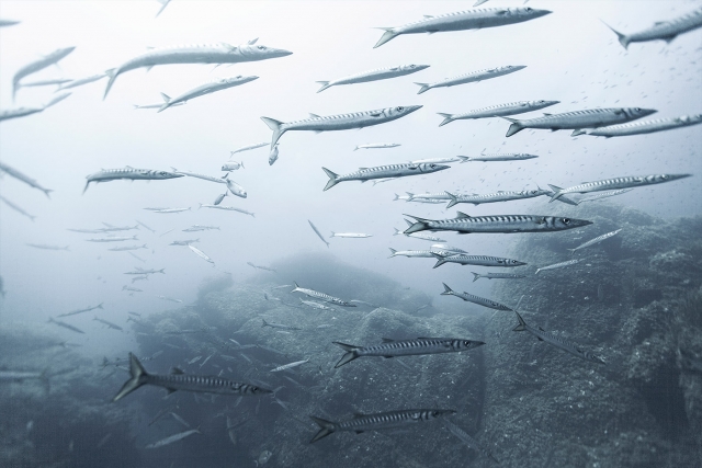 Descobrir a fauna marinha de Menorca