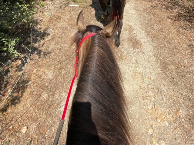 Vistando la sierra a caballo