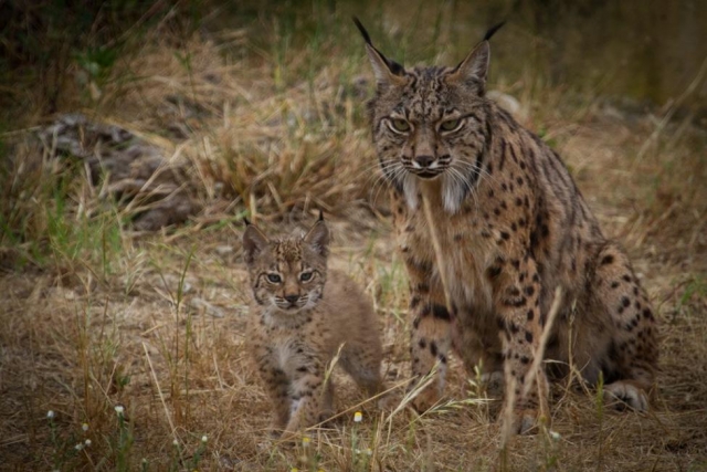 Madre junto a su cria