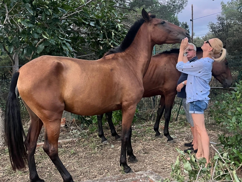 Conoce los mejores caballos de Girona