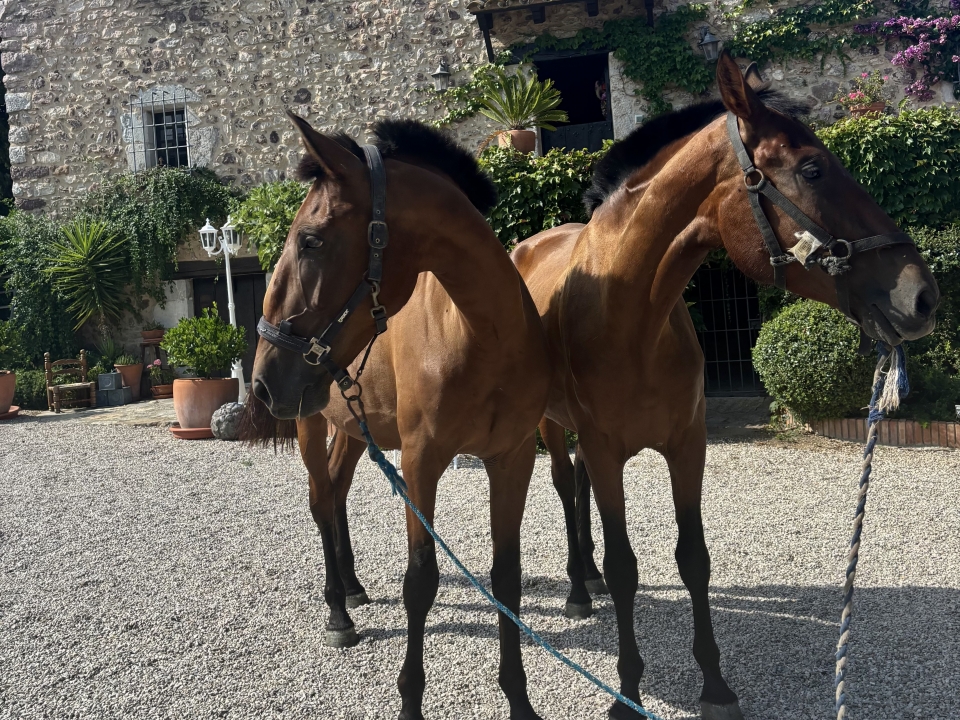 Ven con nosotros a pasear a caballo Ven con nosotros a pasear a caballo