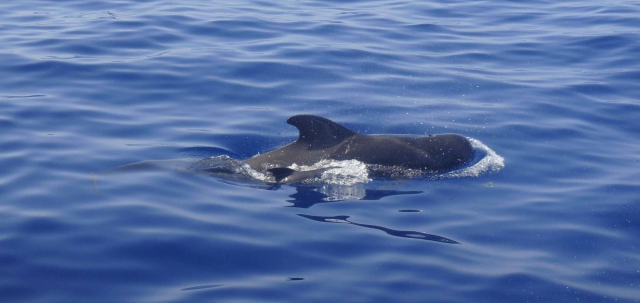 Un dia viendo fauna y flora de Tenerife