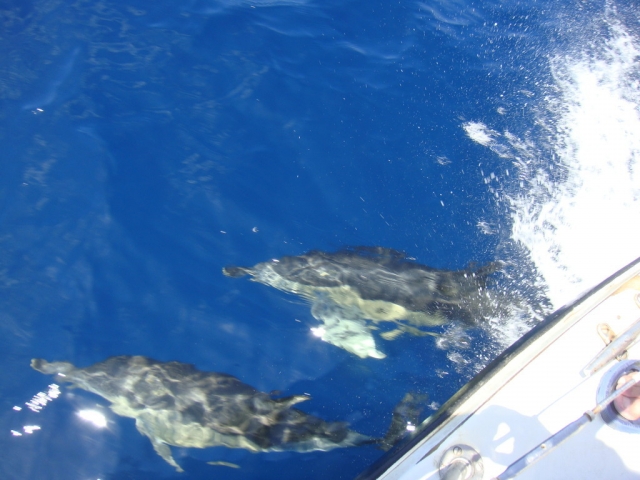 Delfines en el agua del Oceano Atlantico