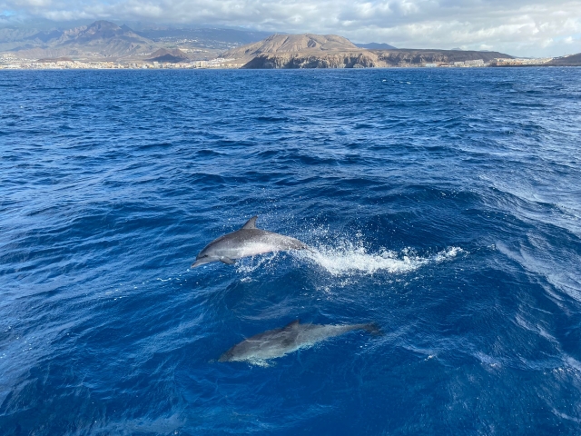 Delfín saltando