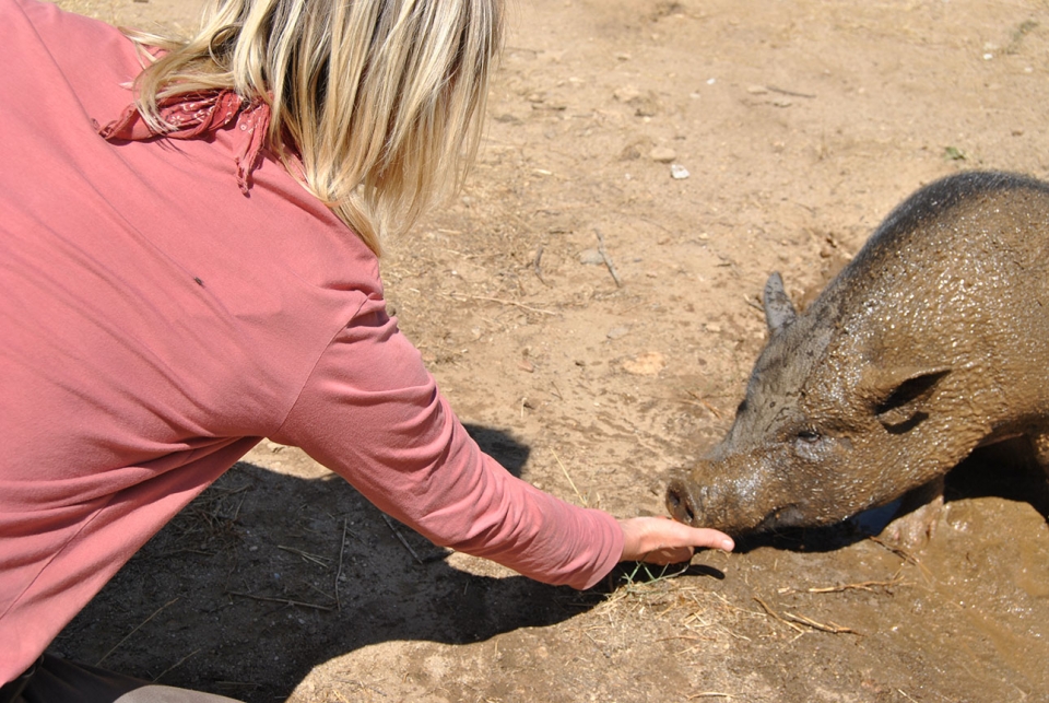 Enjoy the animals in the Camp Enjoy the animals in the Camp