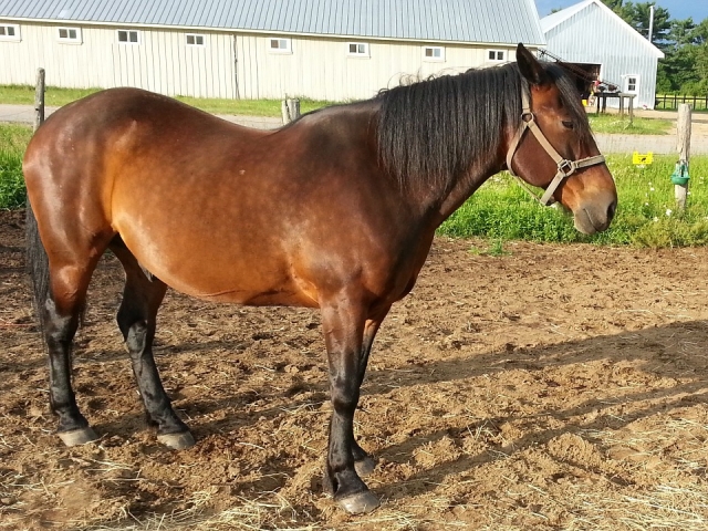 Cabalgamarra por El Escorial