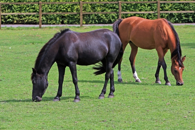 Caballos tranquilos en el campo