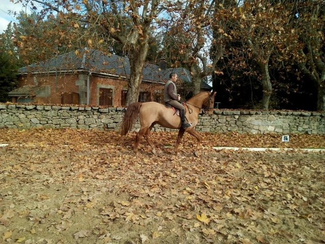 Monitor cabalgando 
