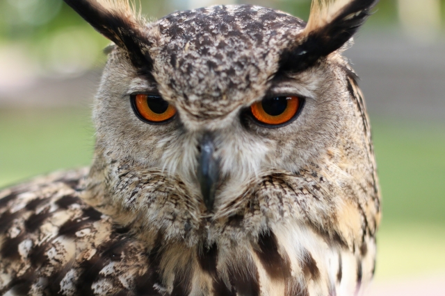  Vögel im Naturschutzgebiet 