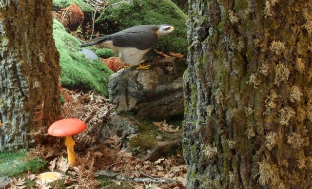  Vogelbeobachtung in Avila 