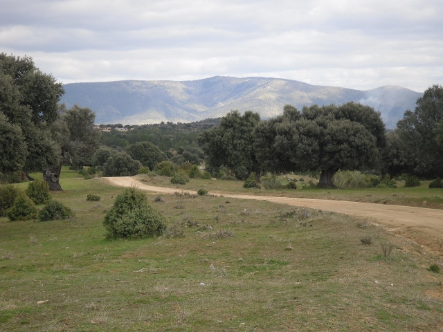  Foresta di lecci per le attività