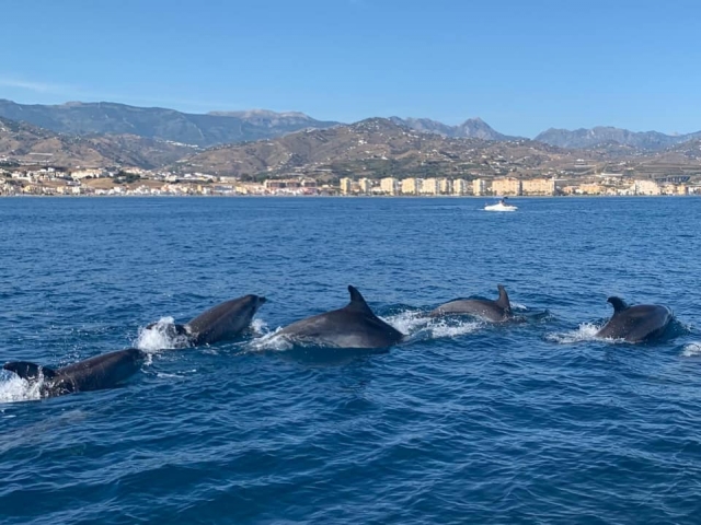 Avistamiento de delfines desde la embarcación