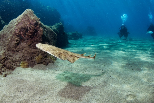 Pequeño tiburon bajo el mar
