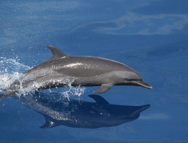  Dauphin sautant dans l'eau 