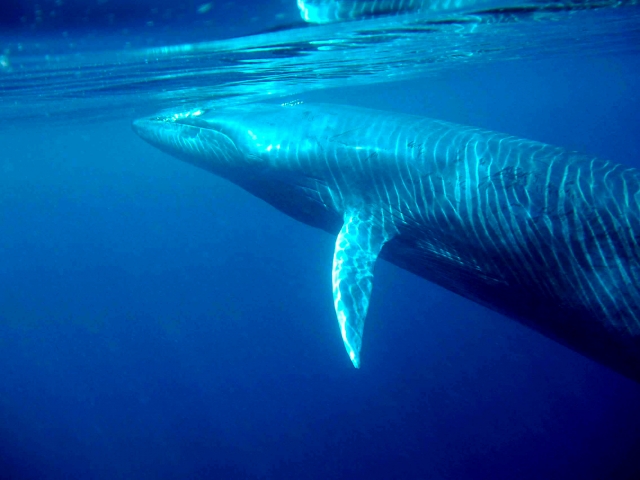 Ballena rorcual asomandose