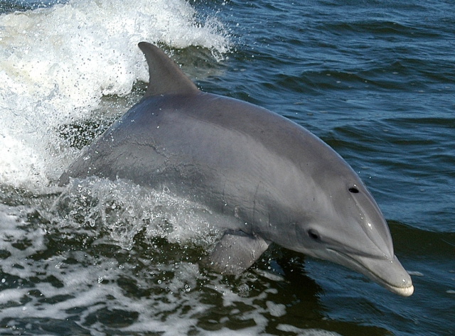 Simpatico delfin saltando en el mar