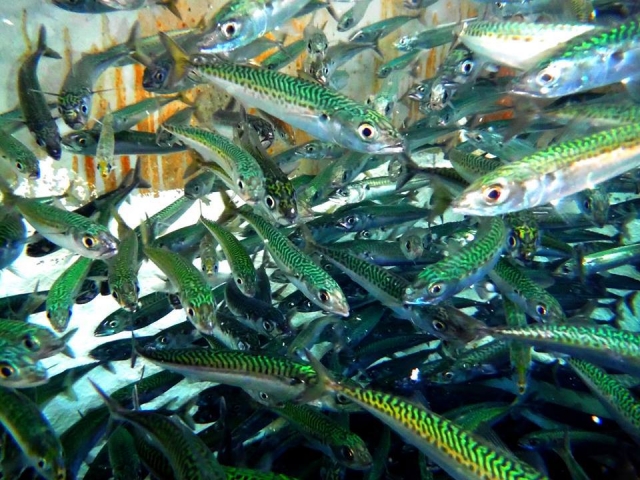 Multitud de piezas en el Cantabrico