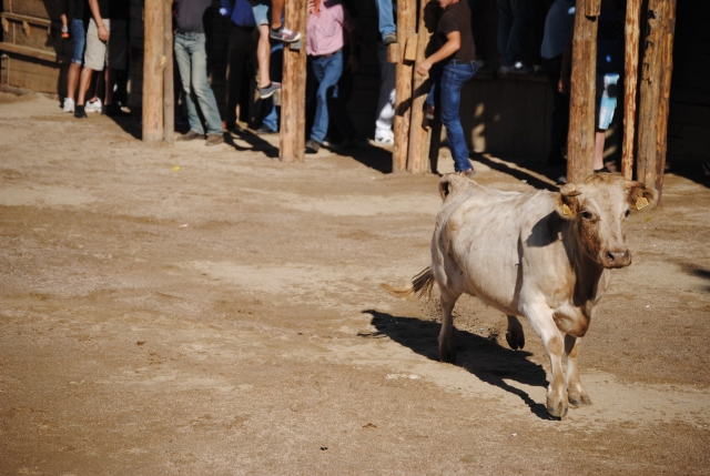 Disfrazado de torero