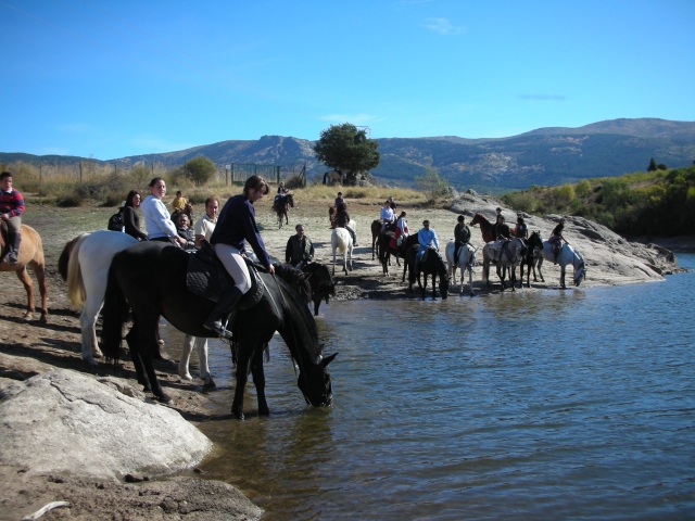 Água potável para cavalos 