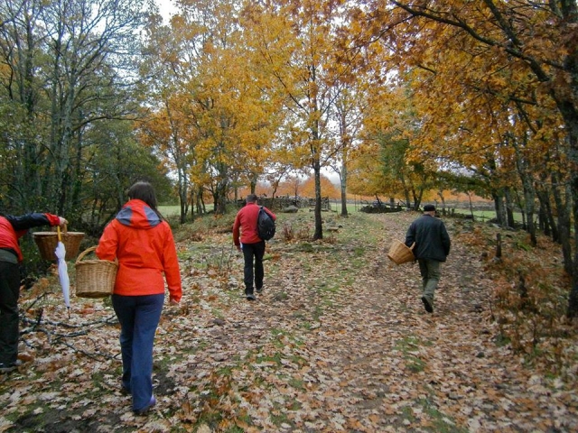  Excursão para colher cerejas 