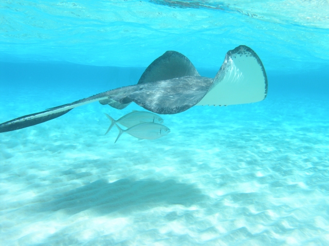  Faune marine 