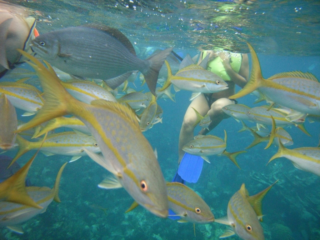 Con un banco de peces