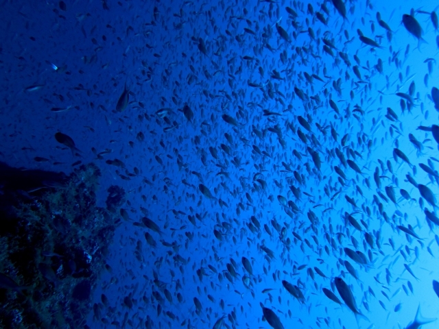  Fische im Mittelmeer 
