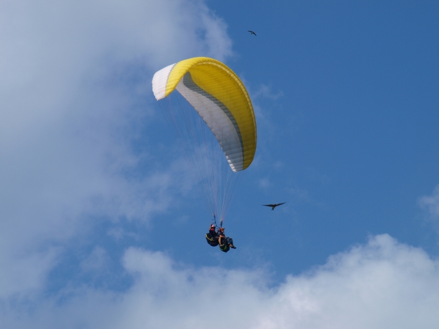  Fliegen mit Geiern 