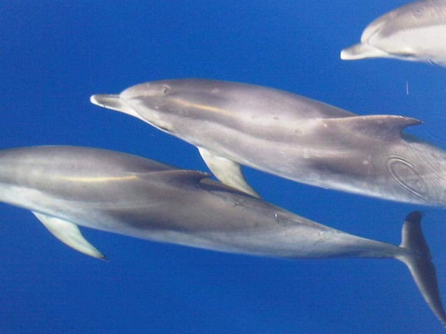 Delfini alle Isole Baleari 