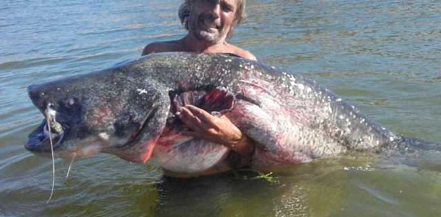  Giant catfish 