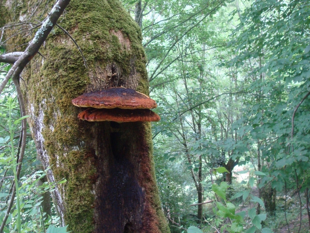  Boschi ricchi di vegetazione