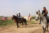 Cours d'équitation d'une heure à Saragosse