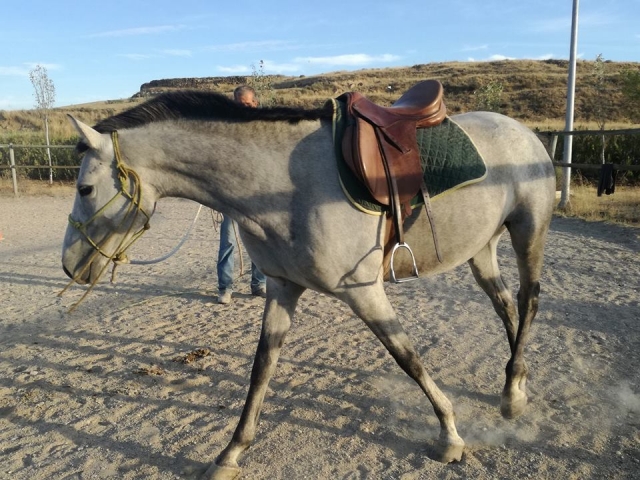  Equipped horse
